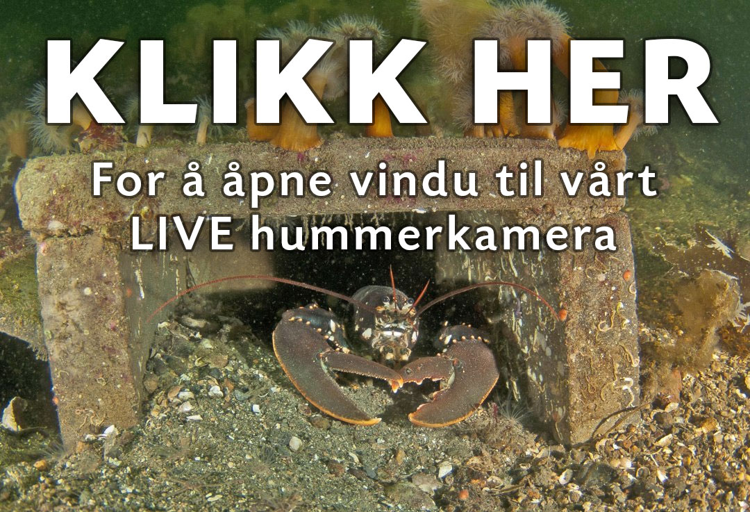 Klikk her for å se live hummer kamera