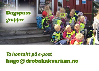 Dagspass for grupper