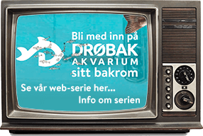 Sjekk ut vår webserie "Bakrommet"